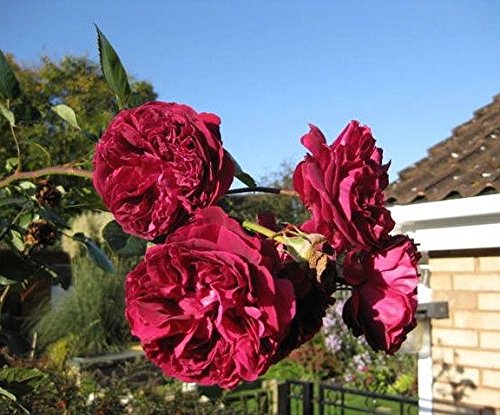 Amazon.com : 5 Burgundy Climbing Rose Red Rosa Bush Vine Climber