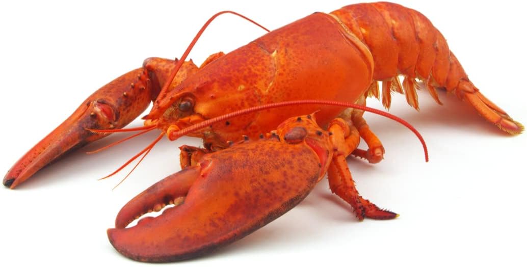 Cooked American Lobster 350-400gr