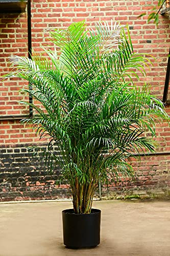 Image of Areca Palm Indoor & Outdoor Seeds Pack of 45 Seeds