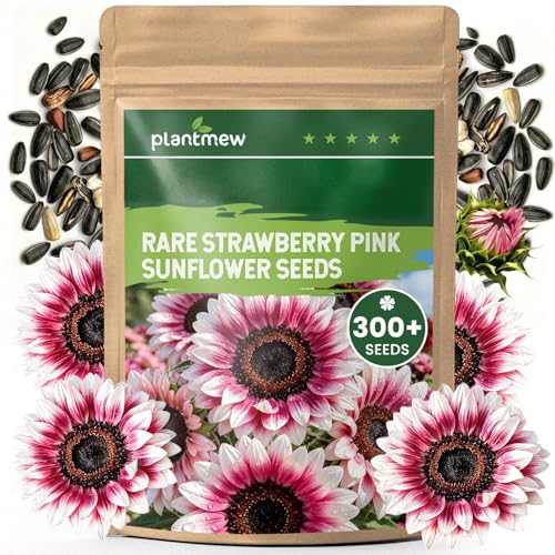 300+ Sunflower Seeds for Planting Rare Strawberry Pink Sunflower Seeds Ornamental Blooms Open Pollinated Easy to Grow Flower Seeds for Garden Outdoor Planting & Landscaping 0.35 Oz
