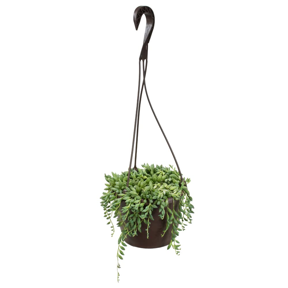 Raindrops Succulents in Hanging Planter