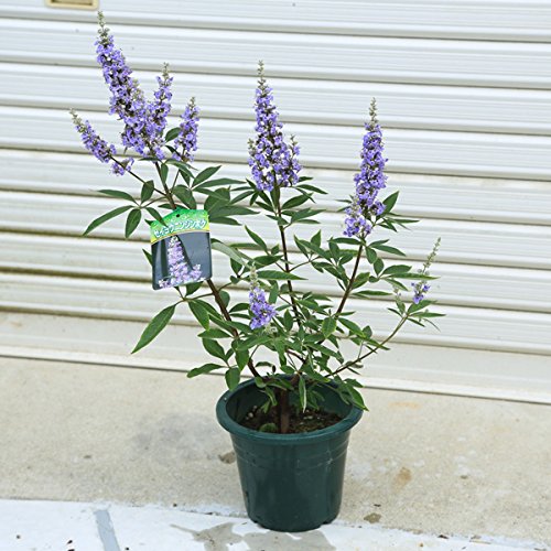 チョウセンニンジン木 楽天市場】セイヨウニンジンボク 紫花 苗木 7号 : 千草園芸