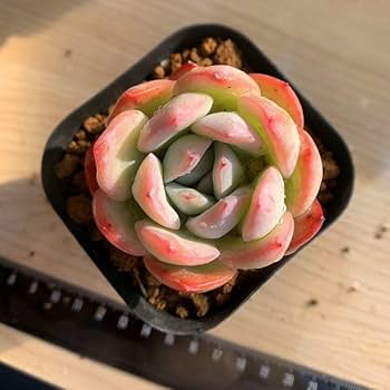 No.7 ❁ストロベリーアイス❁ 抜き苗 多肉植物 寄せ植え No.7 ❁ストロベリーアイス❁ 抜き苗 多肉植物 寄せ植え - メルカリ