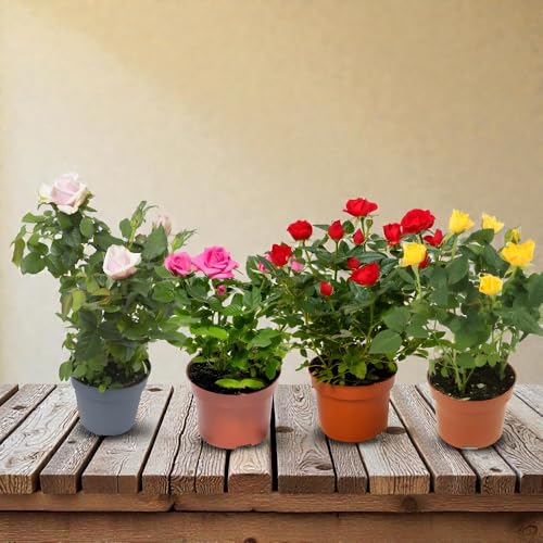 Image of IndNursery Rose Plant Variety Combo Pack of 4 Live All Season Flowering Plants in Grow Bags for Home and Office Garden