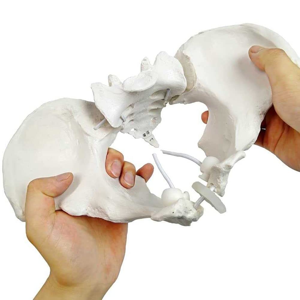 Naturalny rozmiar żeński model miednicy-Model biodra-żeński model anatomiczny, model miednicy kości biodrowej żeński model anatomiczny