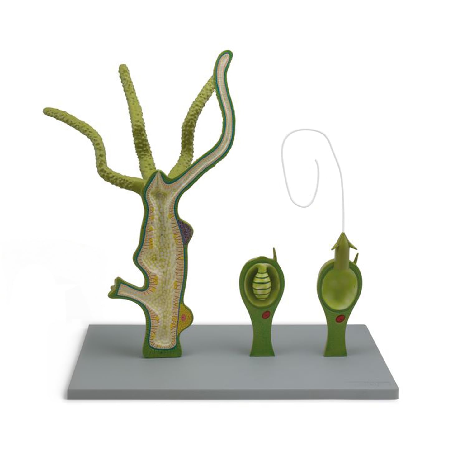 King Mariot Medical Equipments Fresh Water Polyp Hydra Model | 35mm x 23mm | Detailed 3D Model | Microscopic Organism Model | Educational Tool for Biology Studies