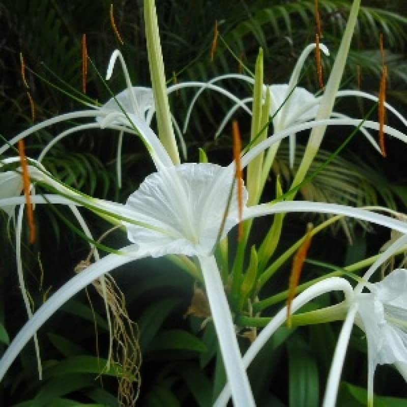 Spider Lily Flower Bulbs All Season Pack of 2 Bulbs By Zabbus-image-32