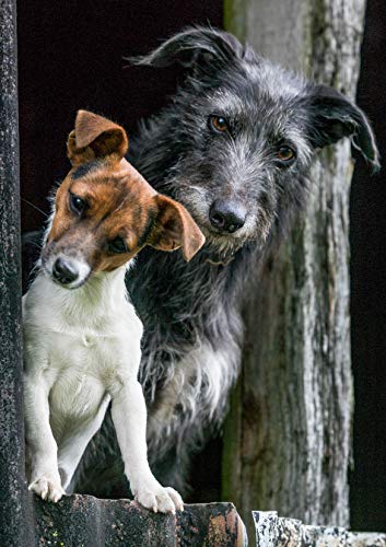 Peanut and Jack Russell and Lurcher Greeting Card by Charles  Sainsbury-Plaice