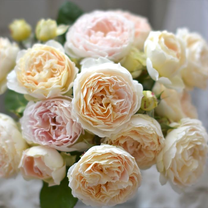 Pre-order Sale, Rose Seedlings, New Seedlings, Kawamoto Rose Garden, Anne, Varietal Registration Pending, Four Seasons, Rose Rose, Yellow, Has Ships From Mid April