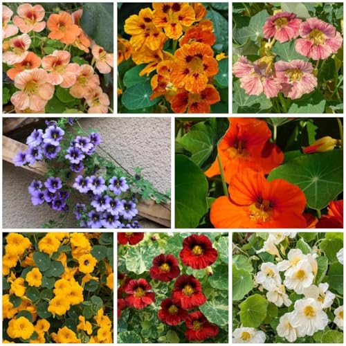 300 Mixed Nasturtium Seeds for Planting - Heirloom Non-GMO Edible Flower Seeds - Colorful Jewel Mix for Garden Beds Containers and Hanging Baskets