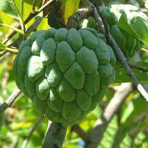 レッドチェリモヤ 接木苗 オレンジチェリモヤ　バンレイシ科 アテモヤ近縁種 レッドチェリモヤ 接木苗 オレンジチェリモヤ バンレイシ科