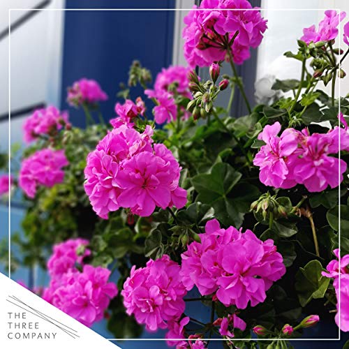 Live Zonal Geraniums - Pink (3 Plants Per Pack) - Beautiful Spring Flowers - 12" Tall By 5" Wide In 1 Qt Pot #TOP5