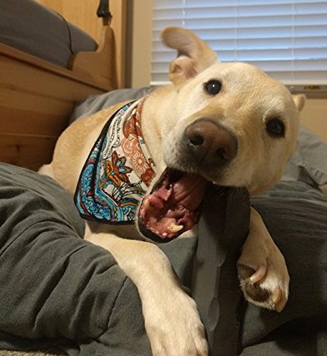 goldfish tank setup ideas