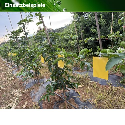 40 Gelbtafeln gegen trauermücken, Fliegenfalle gelbsticker Klebrige Insektenfallen, fruchtfliegenfalle Kirschfruchtfliege raupenleim pflaumenmadenfalle,Falle für Weiße Fliegen, Thripse zuverlässig