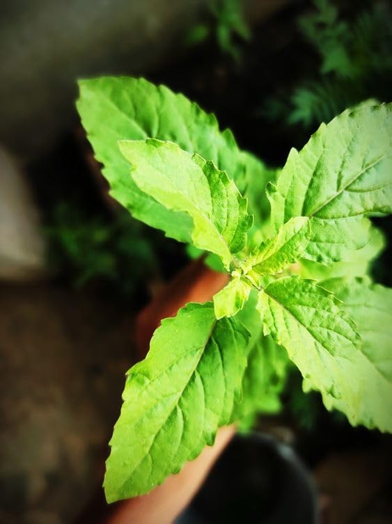 Live Green Tulsi Plant With Plastic Pot Hari Tulsi ka Podha Medicinal Plant Ayurveda/Ayurvedic plant (B0CT5ZRC3F) Amazon Price History, Amazon Price Tracker