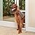 PetSafe Freedom Aluminum Patio Panel Sliding Glass Dog and Cat Door, Adjustable 76 13/16 in to 80 11/16 in - Large-Tall White Pet Door