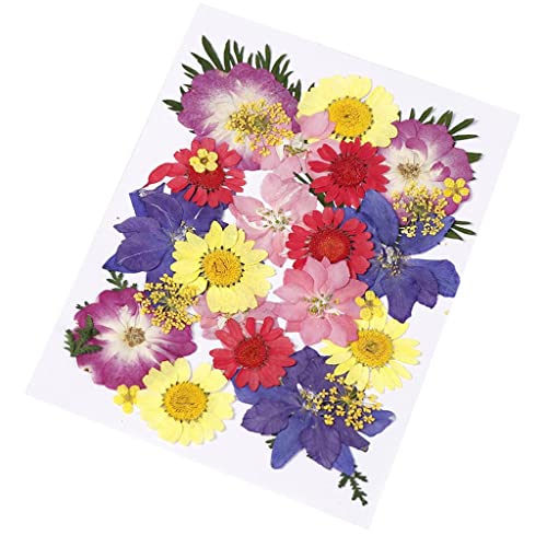 Flores prensadas secas naturales multicolor 30 piezas