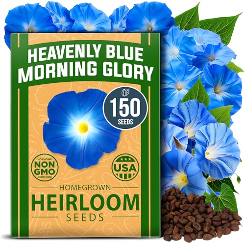 HOME GROWN Heavenly Blue Morning Glory - 150 Heirloom Seeds for Planting, Ideal for a Flower Garden That Attracts Pollinators and Birds (Ipomoea Tricolor)