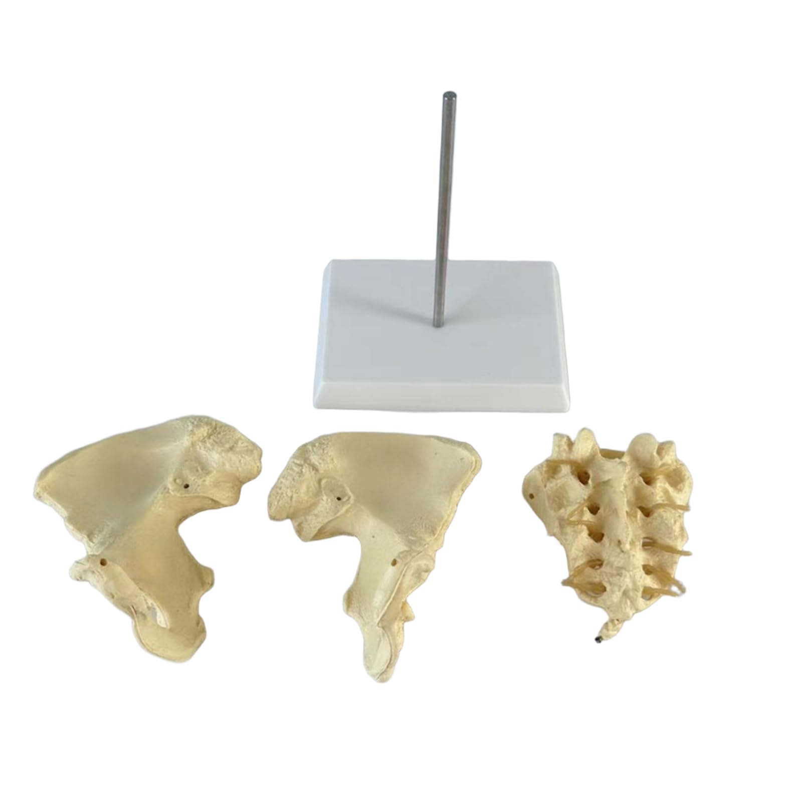 Pelvis humana femenina y coxis con fémur móvil para resolver dudas