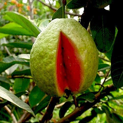WoFLoo Live Seedless Sweet Guava Fruit Plant Hybrid (B0B2PW8T4L) Amazon Price History, Amazon Price Tracker