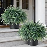 FOTEEWL Artificial Ferns Potted Plant for Front Door Decoration - 2 Sets UV Resistant Realistic Bush Faux Greenery Fern Potted Fake Plants for Home Garden Porch Farmhouse Decor