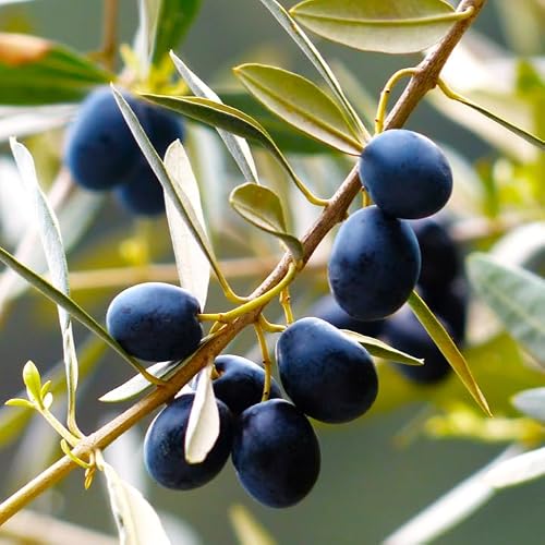 TomorrowSeeds - Canino Olive Tree Seeds - 20+ Count - for 2026 Planting Canina Tuscan Mediterranean Italian Extra Virgin Oil Green Black Olives Perennial Trees Perennial Grow Your Own Home Farm Patio