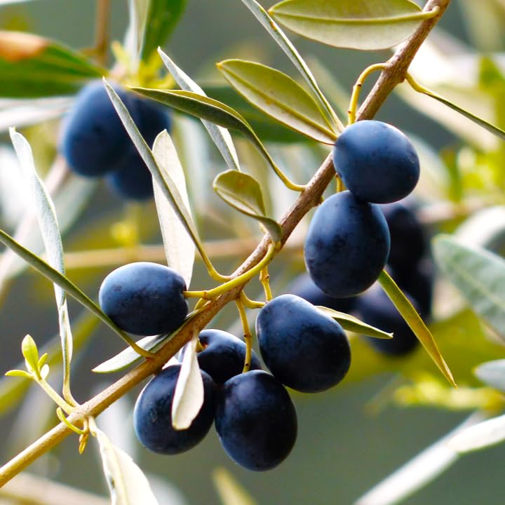 TomorrowSeeds - Canino Olive Tree Seeds - 60+ Count - for 2026 Planting Canina Tuscan Mediterranean...