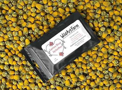 Buzz Button Edible Flowers aka Spilanthes aka Toothache Plant - Naturally Cured (1/4 Ounce)