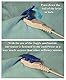 ToggleSmart replacement sensor for DryEasy bedwetting alarm (36 inches)