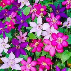 GardenersDream Clematis 3er Set Gemischte Farben