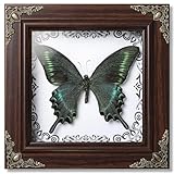 TOHTOFN Real Papilio maackii Butterfly Preserved Framed - 6.8x6.8 Inch Handcrafted Insect Specimen Shadow Box, Forest Green Queen Butterfly Gothic Home Decor for Christmas Halloween Birthday Gifts