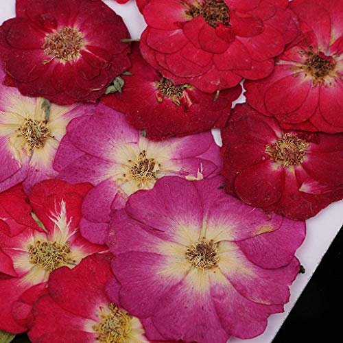 Flores secas naturales prensadas, pack 4 unidades miniatura 4