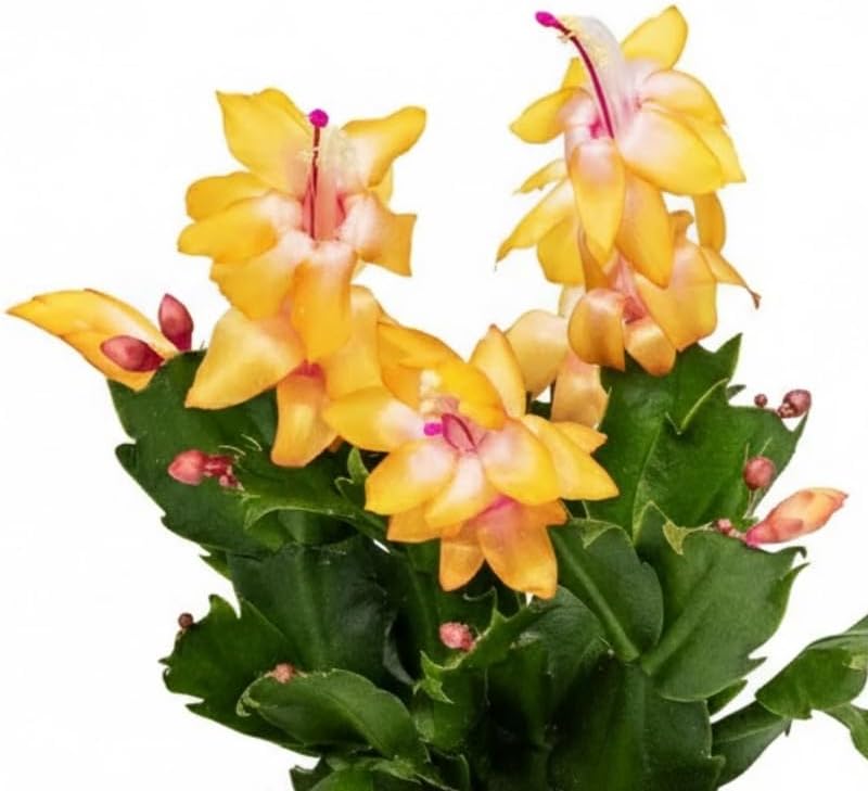 Miniatura 4 de Plantas de cactus de Navidad amarillas vivas, tamaño 3-6 pulgadas, planta de cactus de Navidad colorida, plantas suculentas vivas para plantar, bien