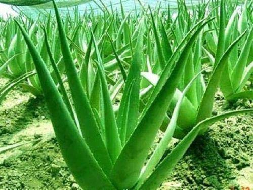 Buy alovera- Aloe africana, Aloe barbadensis, Aloe ferox, Aloe perryi, Aloe  Online at Low Prices in India - Amazon.in