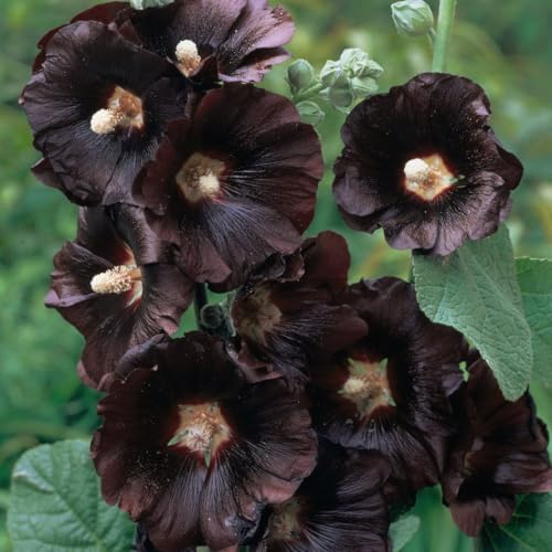 Hollyhock 'Nigra' Seeds - Dramatic Dark Flowers, Hardy Perennial, Edible Blossoms – 1x 9cm Potted Plant by Thompson & Morgan