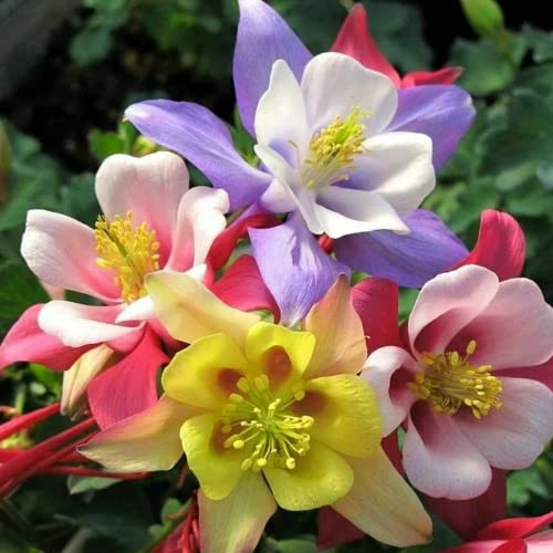 Mixed Columbine Mckana Giants Flower Seeds（2000)-Beautiful-Garden Planting #TOP6