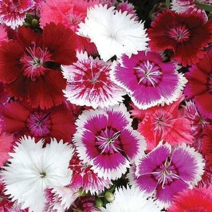 See full amazon price history chart for Audbhidhi Flower Seeds | Dianthus Flower Seeds Hybrid Winter Season Flower Seeds For Home Gardening (200 SEEDS ) Audbhidhi Flower Seeds | Dianthus Flower Seeds Hybrid Winter Season Flower Seeds For Home Gardening (200 SEEDS ) (B09LSBTRJ6) Amazon Price History, Amazon Price Tracker
