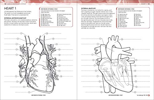 The Human Body Coloring Book: The Ultimate Anatomy Study Guide (DK Human Body Guides) - Image 3