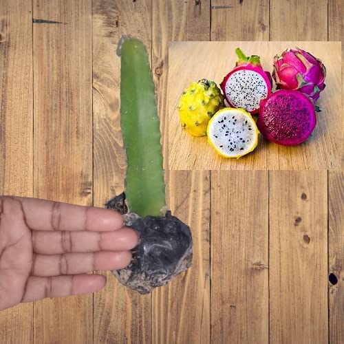 See full amazon price history chart for Chayatol American Red Beauty Variety Purple color skin & Pulp, Dragon Fruit Plant (pack of 1) height 8 to 10 inch with Complementary Inorganic Fertilizer Chayatol American Red Beauty Variety Purple color skin & Pulp, Dragon Fruit Plant (pack of 1) height 8 to 10 inch with Complementary Inorganic Fertilizer (B0BQ38HDNL) Amazon Price History, Amazon Price Tracker