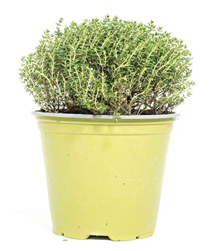mgc24 Zitronenthymian, echte frische Kräuter Pflanzen im 14cm Topf, Thymus citriodorus, Höhe ca....