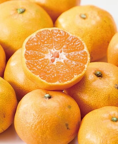 y ݂ 󂠂 5kg  a̎RY TCY {쑁 B݂ k ʕ   t[c