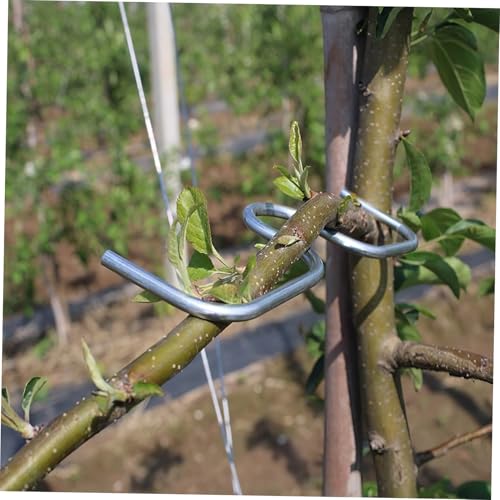 Modérateurs de branches légers pour maximiser la fructification des pruniers - 6