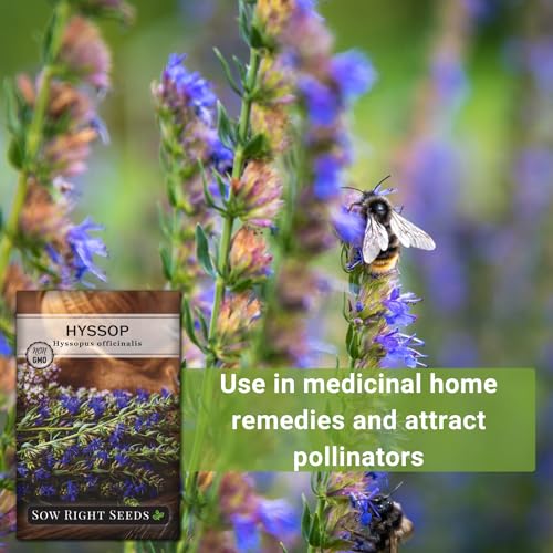 Sow Right Seeds - Hyssop Seed for Planting - Medicinal Herb to Plant in Your Garden - Outdoors - Attracts Pollinators - Stunning Purple Flowers - Non-GMO Heirloom Seeds - Great Gardening Gift (1) - Image 5