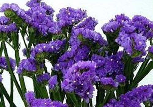 ™ZX-Lavender Garden For Flowers 20 Seeds Kitchen Garden Seeds Pack