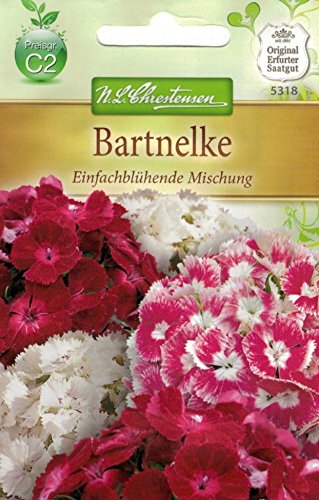 Chrestensen Bartnelke 'Einfachblühende Mischung'