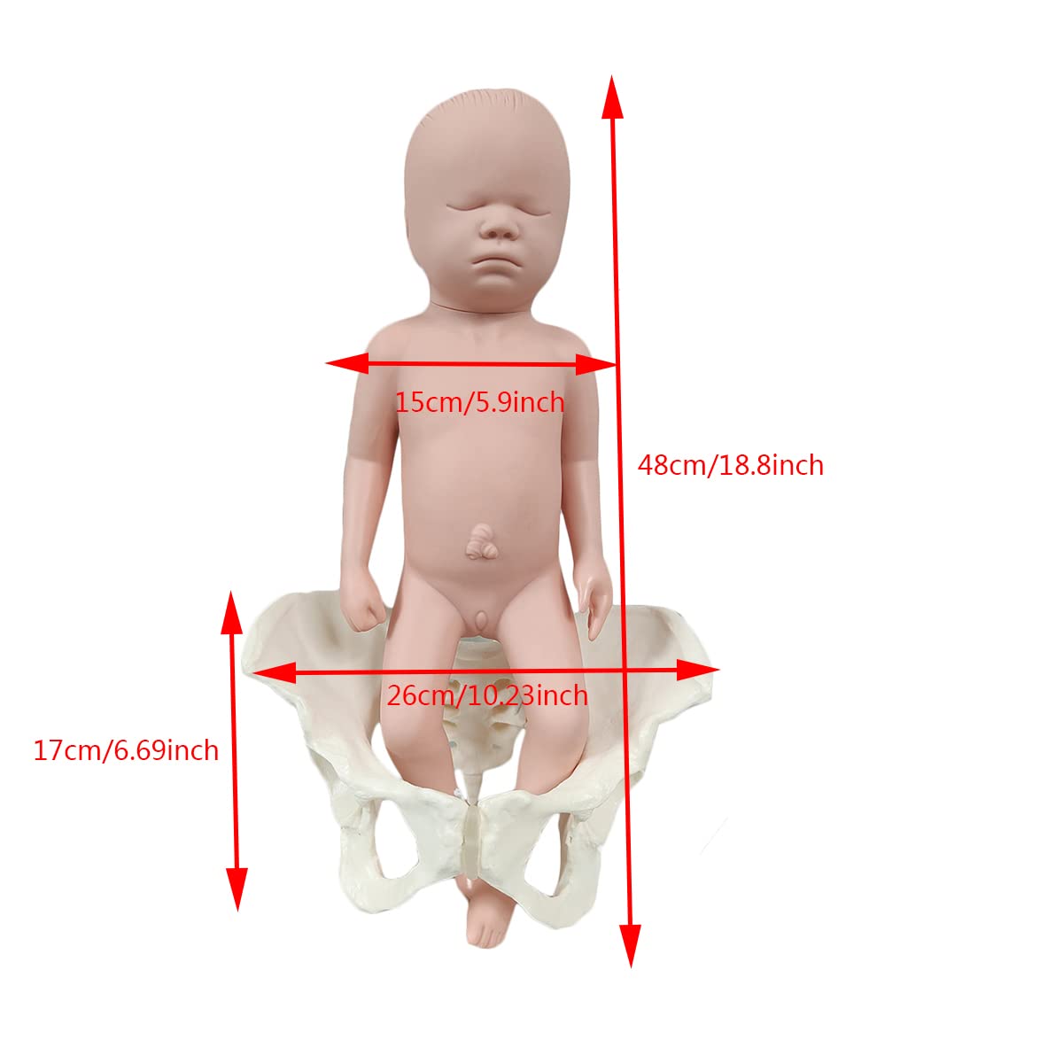 Model treningowy położnictwa – elastyczna silikonowa lalka model miednicy żeńskiej - poród miednicy, ginekologia, nauczanie anatomii, model medyczny do edukacji naukowej, z ciemiączkiem (mężczyzna)