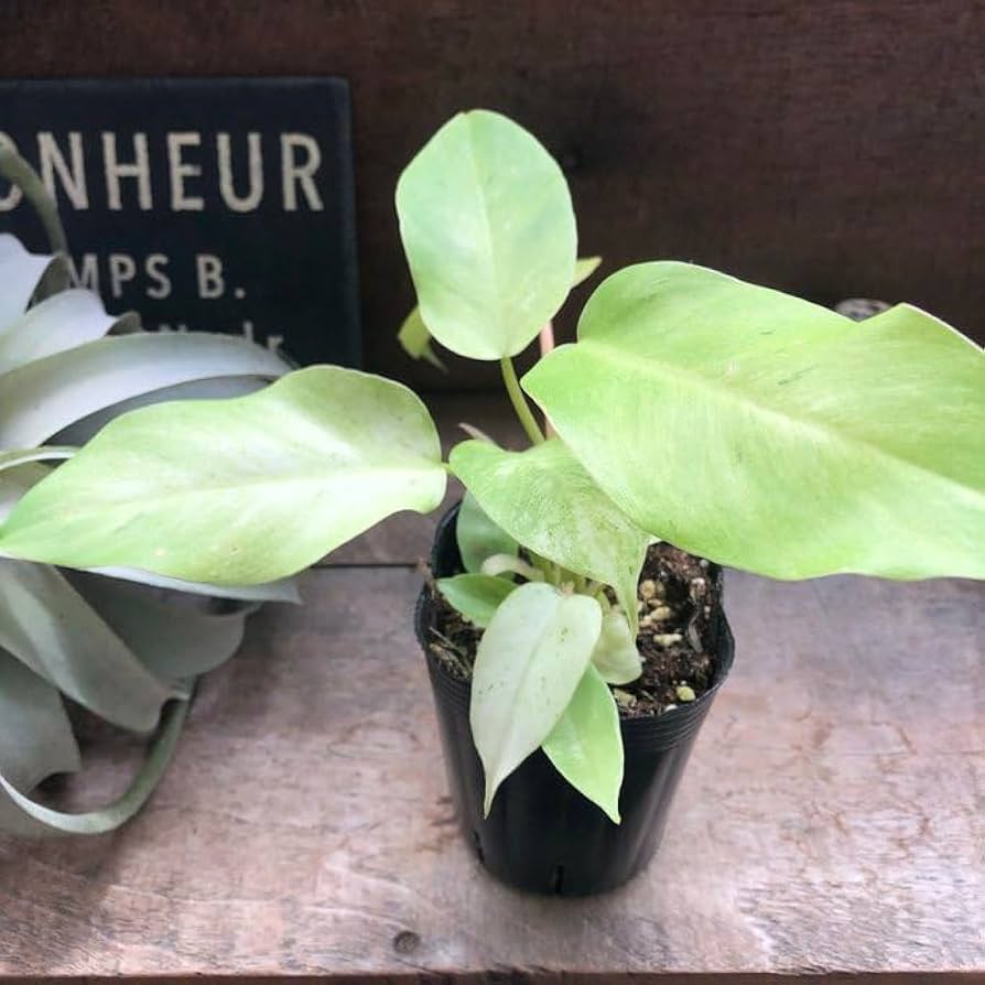 Amazon | フィロデンドロン スノードリフト 斑入り 観葉植物