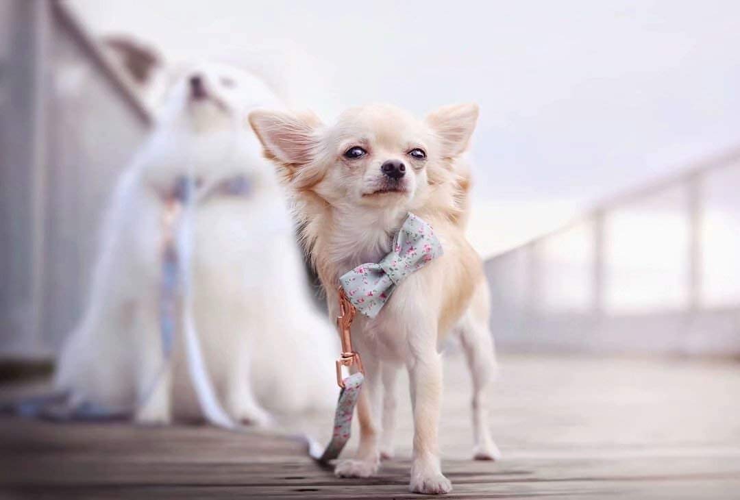 Unique style paws Dog Collar with Detachable Bow tie, Adjustable Dog Collars with Bow for Small Medium Large Dogs or Cats XXS-XL — view 5