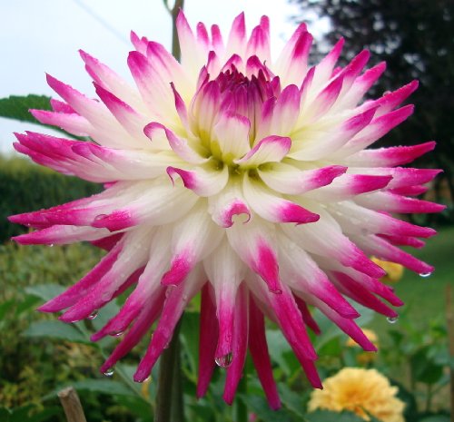 Hayley Jane Dinnerplate Cactus Bulbs Dahlia - 2 Bulb Clumps
