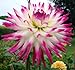 Hayley Jane Dinnerplate Cactus Bulbs Dahlia - 2 Bulb Clumps